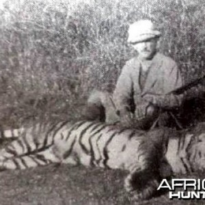 Hunting Tiger