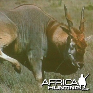 Eland