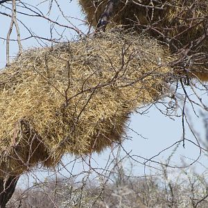 Community Weaver Nest at Etosha National Park