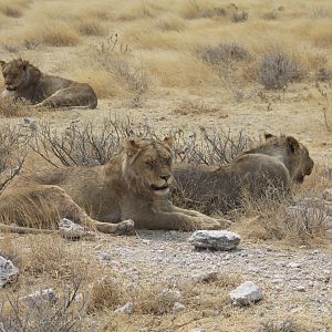 Lion at Etosha National Park
