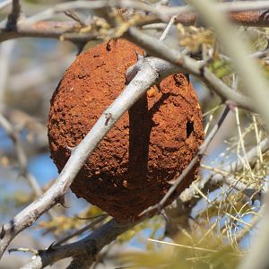Wasp Nest Namibia