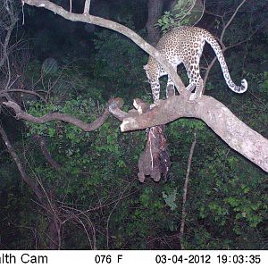 Leopard on Trail Camera