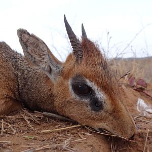 Hunting Kirk Dik-Dik