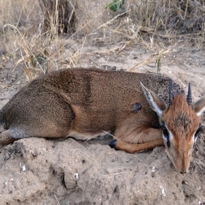 Hunting Kirk Dik-Dik