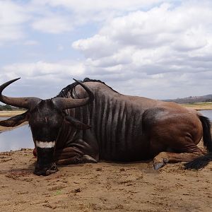 Hunting Nyasaland Wildebeest