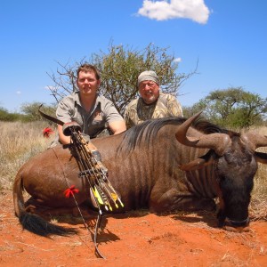 Wildebeest Bull