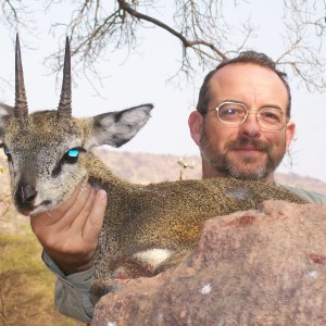 Klipspringer