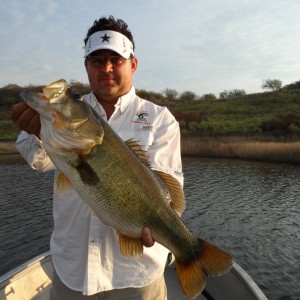 Bass of Sinaloa in Western Mexico