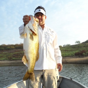 Bass of Sinaloa in Western Mexico