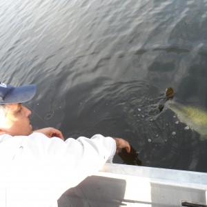 Bass of Sinaloa in Western Mexico