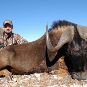 Black Wildebeest hunted with Wintershoek Johnny Vivier Safaris