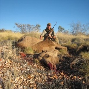 Hunting Camel in the Australian Outback