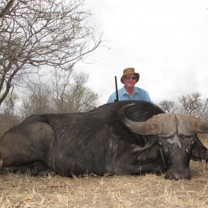 Buffalo bull - 40" 2012