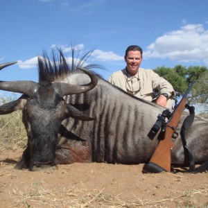 wildebeest