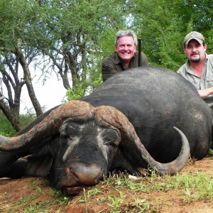 Massai Buffalo