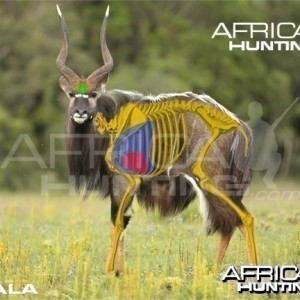 Hunting Nyala Shot Placement