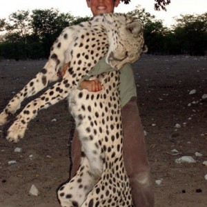 Hunting Cheetah Namibia