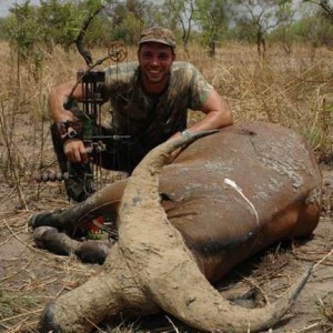 Bowhunting West African Savanna Buffalo