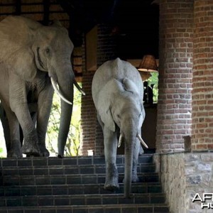 Elephants at the Mfuwe Lodge in Zambia