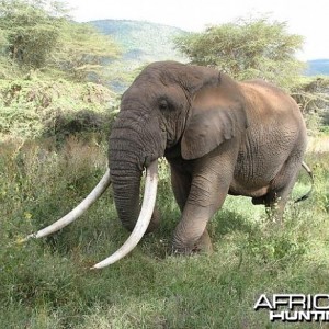Probably the biggest tusker in Tanzania