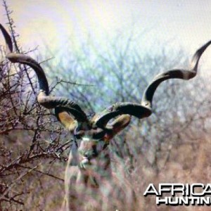 Magnificent Greater Kudu in South Africa