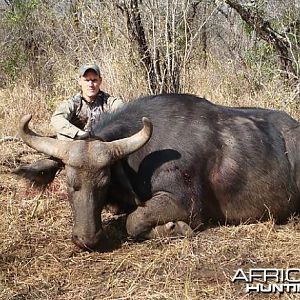 Cape Buffalo Cow South Africa
