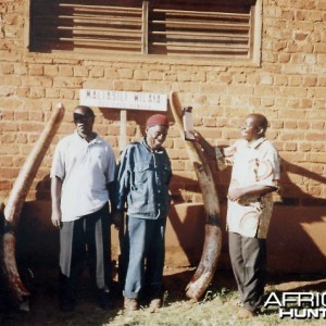 100 (Hundred) Pounder Elephant taken by Game Scouts in Southern Tanzania