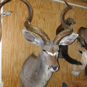 Greater Kudu