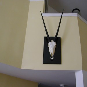Oryx skull