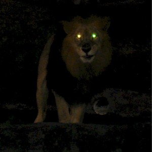 Lion Glow Eyes