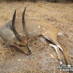 East African Bushbuck Tanzania