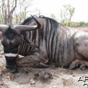 Hunting Nyasaland Gnu Tanzania