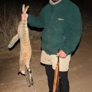 African Wild Cat hunting