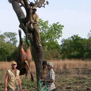 Buffalo on bait for the Lion hunt