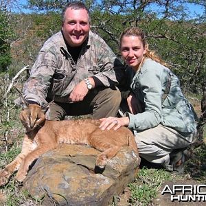hunting Caracal in South Africa