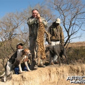 Hunting Serval in South Africa