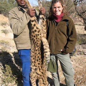 Hunting Serval in South Africa