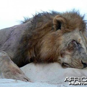 Big mane lion from Tanzania