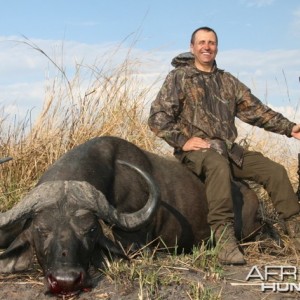 Cape Buffalo Tanzania