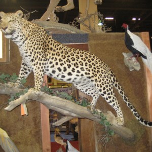 Taxidermy at Safari Club International Convention