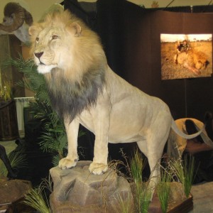 Taxidermy at Safari Club International Convention