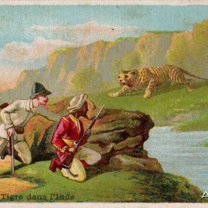 India Hunting Tiger