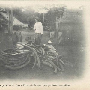 Tusks 1904 about 3 tonnes