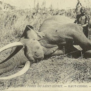 Elephant Congo