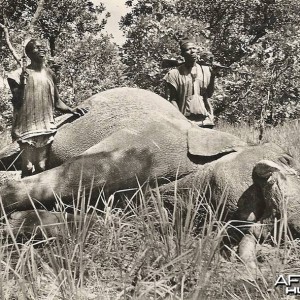 Hunting Elephant