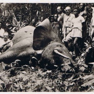 Hunting Elephant