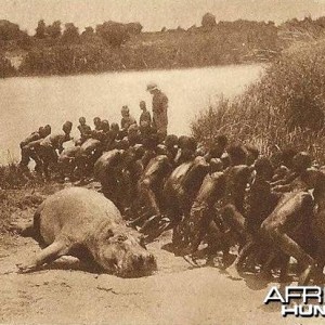 Hunting Hippo