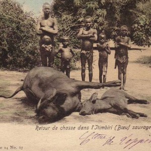 Hunting Buffalo Congo