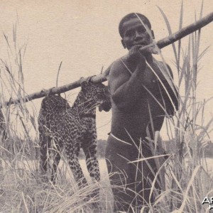 Hunting Leopard Congo