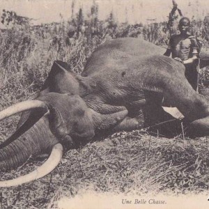 Hunting Elephant